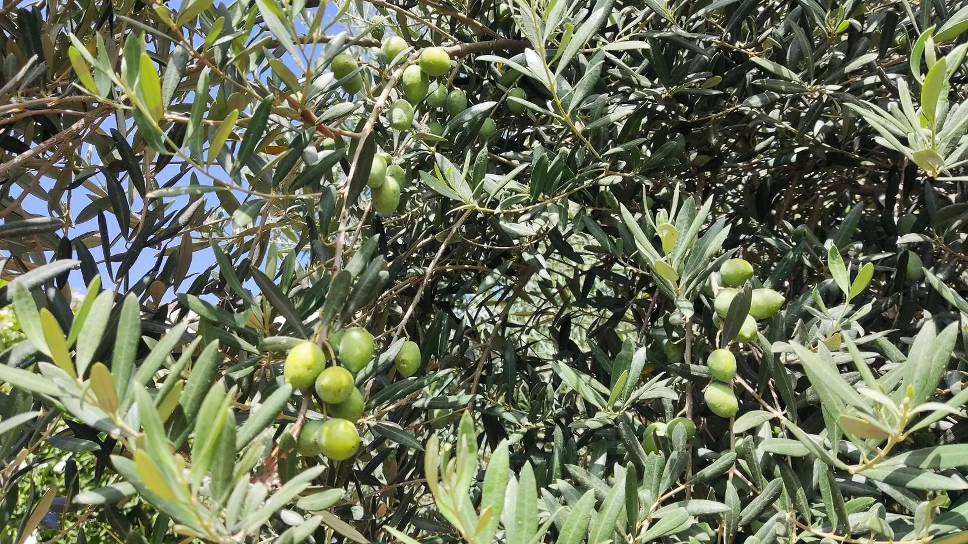 L'Araucaria Bnb マルサラ 0*,  イタリア